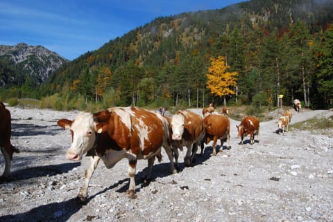 Haus Miksch Apartment in Tyrol