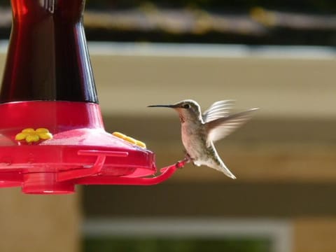 Rae Leigh Heights BnB Bed and Breakfast in Southern Gulf Islands