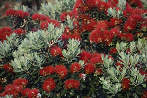 Bethells Beach Cottages Apartment hotel in Auckland