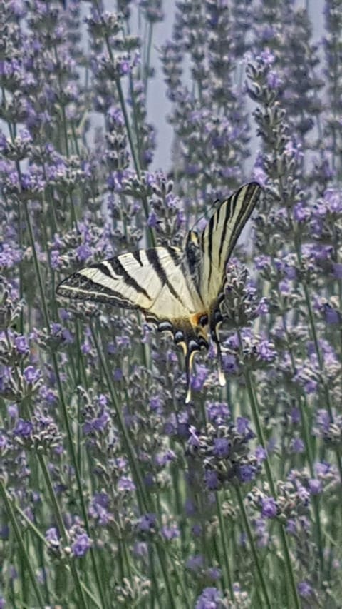 Apartment Lavanda garden Apartment in Lika-Senj County