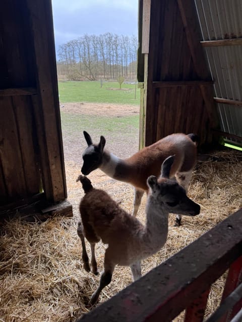 Billund Farm Holiday Farm Stay in Billund