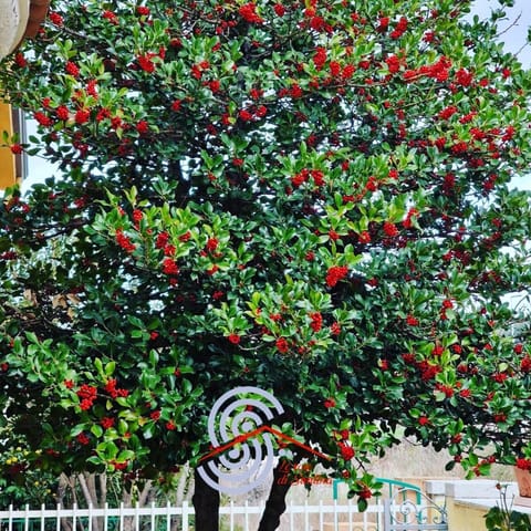 le Rose di santina Bed and Breakfast in Sardinia