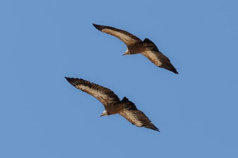 Bird's eye view, Animals