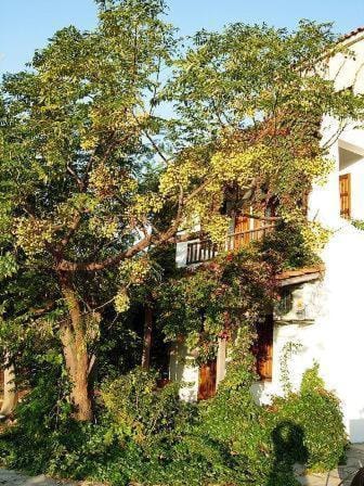 Korali Apartment in Samos, Greece