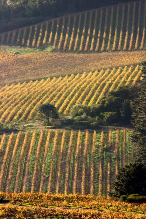 Mooiplaas Wine Estate Apartment in Cape Town