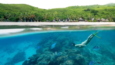 People, Snorkeling, Beach, Animals, Sea view