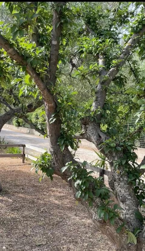 Casale Torre San Magno Farm Stay in Basilicata