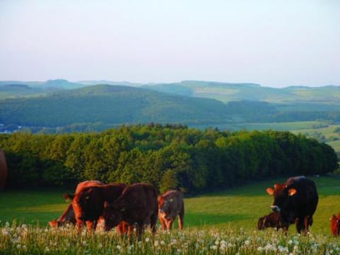 Panorama Gasthof Stemler Apartment in Rhineland-Palatinate
