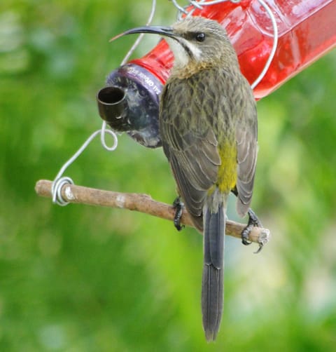 Garden, Animals, Garden view