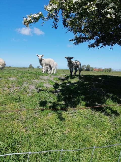 Mien Leevsten House in Wangerland