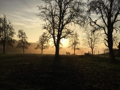 Natural landscape, Garden, Sunrise