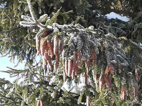Alpenlodge Kirchbach Apartment in Friuli-Venezia Giulia