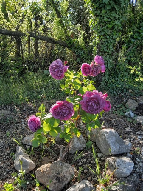 Spring, Garden, Garden view
