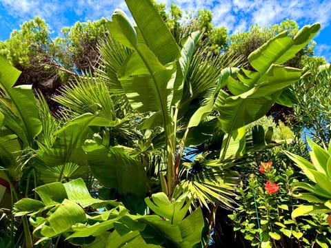 Casa Bambou An hidden gem near Saint Tropez with private pool House in Gassin