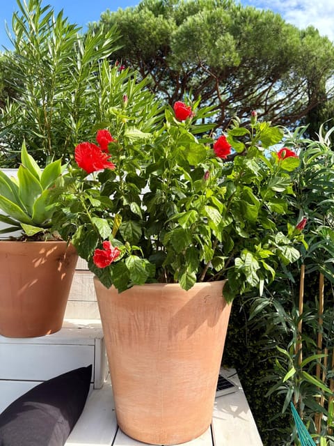 Casa Bambou An hidden gem near Saint Tropez with private pool House in Gassin