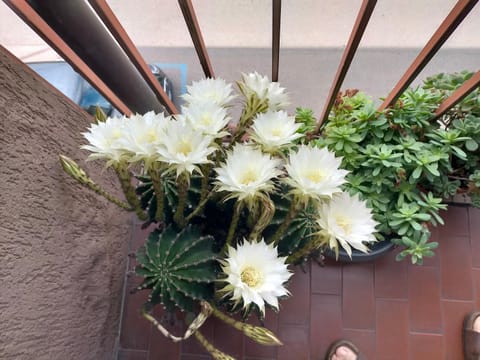 CASA DELLA ZIA ELSA Bed and Breakfast in Verona