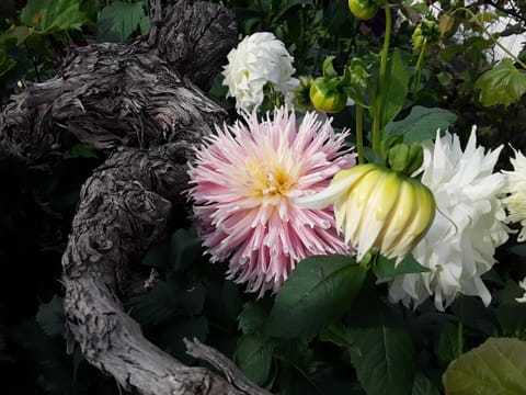 Apartments Steger Apartment in Villach