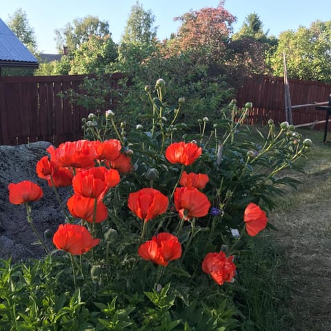 Citymökki Nature lodge in Finland