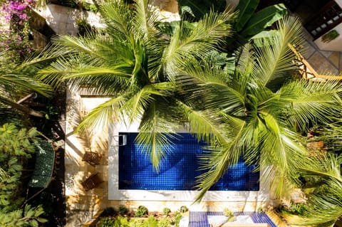 Garden, Pool view, Swimming pool