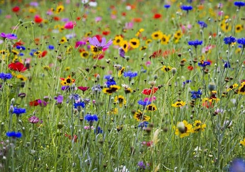 Natural landscape, Garden