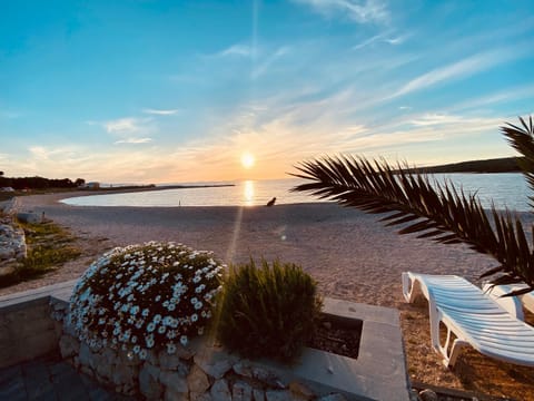 Beach, Pets, Pets, Sunset