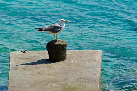 Vila Mila House in Dubrovnik-Neretva County