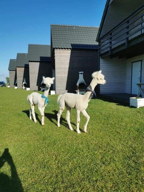 Przystań Jastrzębia domki z alpakami House in Pomeranian Voivodeship