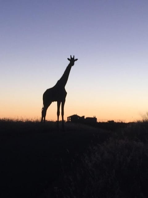 Animals