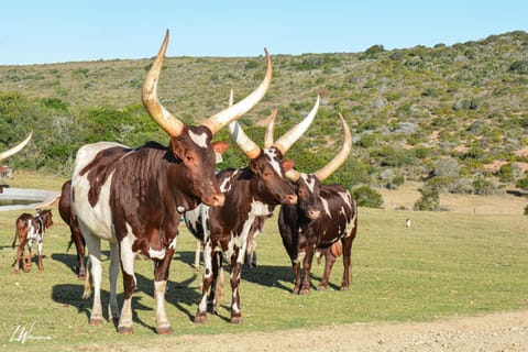 Baardbos Private Game Reserve Apartment in Western Cape