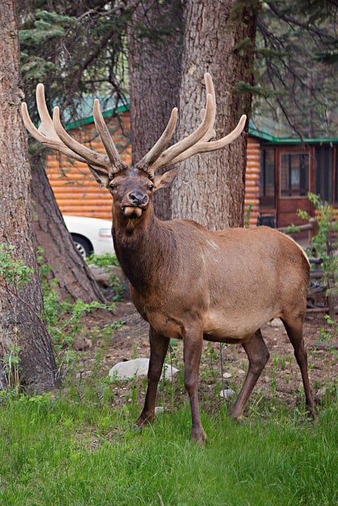 Idlewilde by the River Resort in Estes Park
