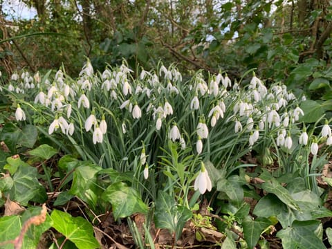 Bossiney Cove Cottage Apartment in Tintagel