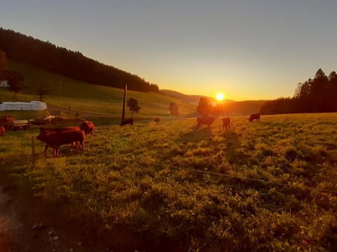 Oberengenbachhof Apartment in Titisee-Neustadt