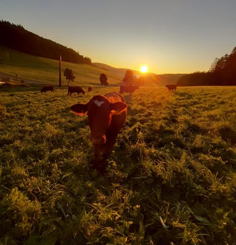 Oberengenbachhof Apartment in Titisee-Neustadt