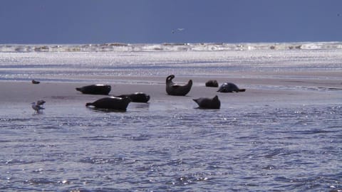 Appartement proche Mer Apartment in Berck