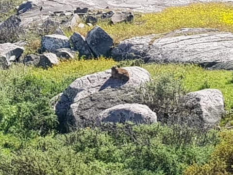 Dassie Kop Apartment in Western Cape