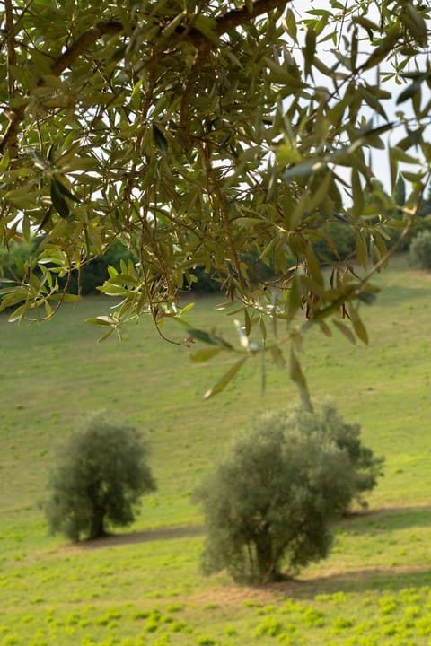 Natural landscape, Garden