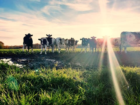 Ferme de la Petite Fagne Bed and Breakfast in Wallonia, Belgium