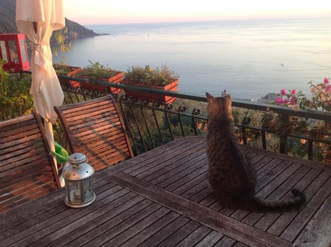 Balcony/Terrace, Pets, Sea view
