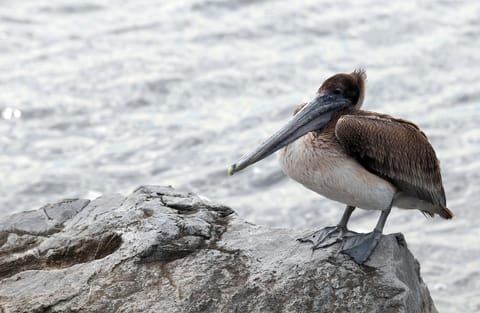 Dunes of Panama B-204 House in Lower Grand Lagoon