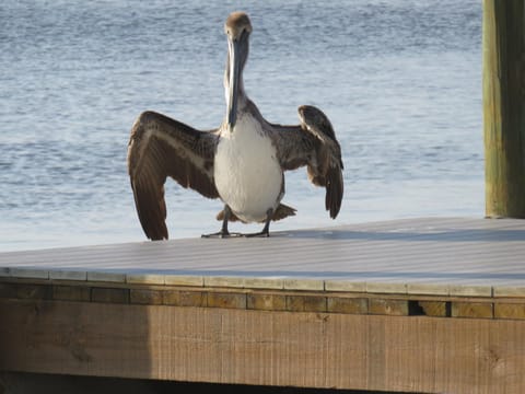 Bayview BnB Bed and Breakfast in Matlacha Isles