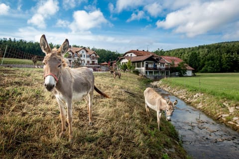 Animals