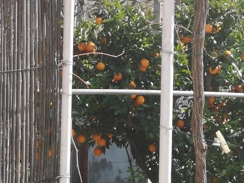 Ivan and Marica Guest House Bed and Breakfast in Lopud