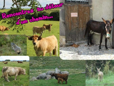 appartement 1er étage dans maison individuelle Apartment in Auvergne-Rhône-Alpes