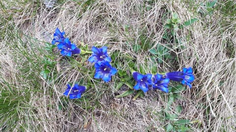 B&B Schlossar Haus Bed and Breakfast in Friuli-Venezia Giulia