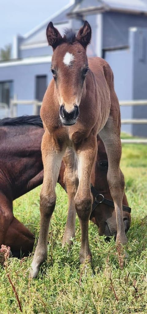 Prosper Stud Guest House Bed and Breakfast in Western Cape