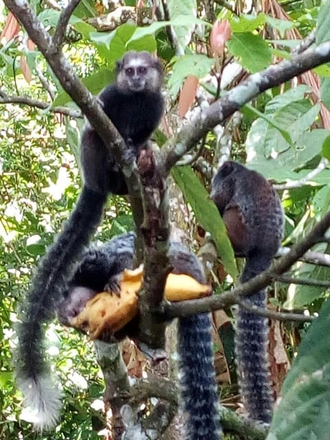 Animals