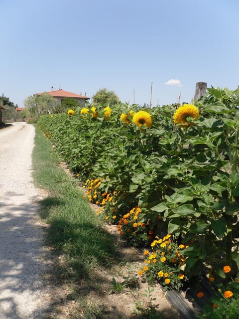 Garden, On site