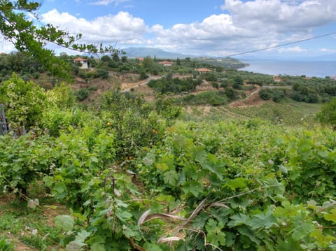 Patio, Natural landscape, Balcony/Terrace