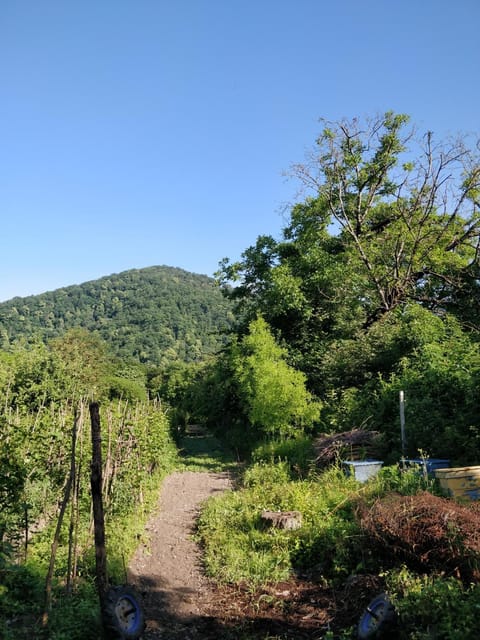Natural landscape, Garden, Hiking