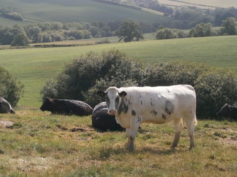 Neighbourhood, Natural landscape, View (from property/room), View (from property/room), Animals
